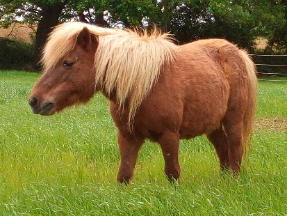 So much grass, I can't see my feet!