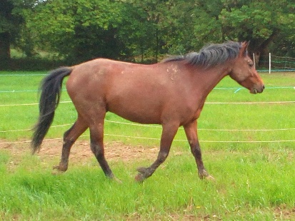 I like to canter around the fields