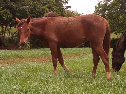 Yummy fresh new grass