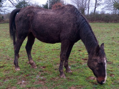 What shall I do today? Maybe some grazing